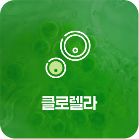 클로렐라
